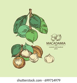 Macadamia:leaves and macadamia nuts. Cosmetic and medical plant. Vector hand drawn illustration. 