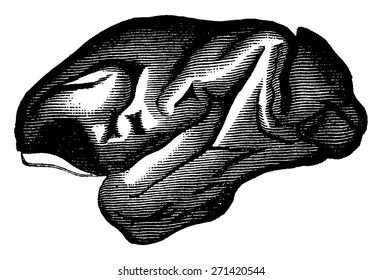 Macaque brain, vintage engraved illustration. Earth before man 1886.