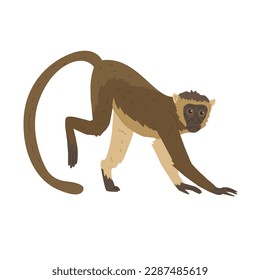 Macaque is a genus of primates from the marmoset family. Asian animals. Images for nature reserves, zoos and children's educational paraphernalia. Vector illustration. Isolated object.