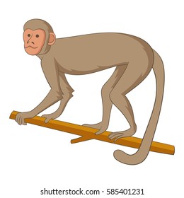 Macaque icon. Cartoon illustration of macaque vector icon for web