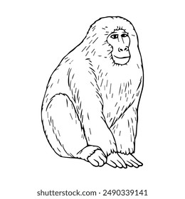 macaque line vector illustration,isolated on white background,top view