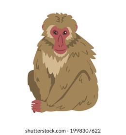 Macaque Monkey as Herbivorous Ape in Sitting Pose Vector Illustration