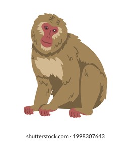 Macaque Monkey as Herbivorous Ape in Sitting Pose Vector Illustration