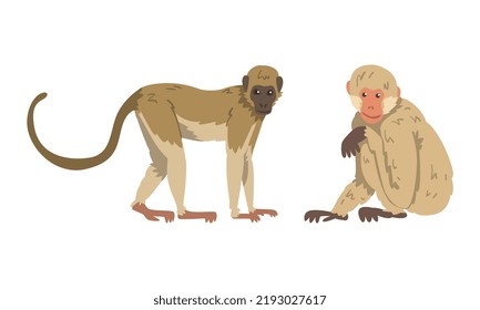 Macaque Monkey as Herbivorous Ape in Sitting Pose Vector Set