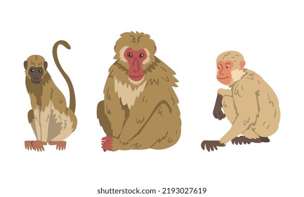 Macaque Monkey as Herbivorous Ape in Sitting Pose Vector Set