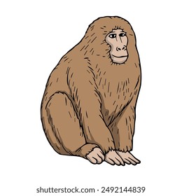 macaque vector illustration,isolated on white background,top view