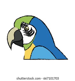 macaw amazon bird brazil wildlife image