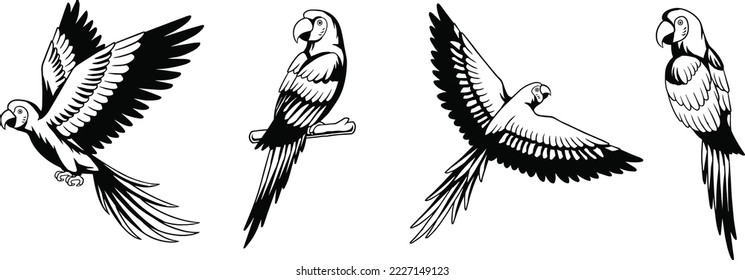 macaw bird black white outline vector design illustration