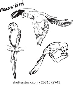 Macaw Bird Ink drawing – Hand-Drawn Vector Set of Tropical Bird Poses. Monochrome drawings of wild animals in textured minimal style. 