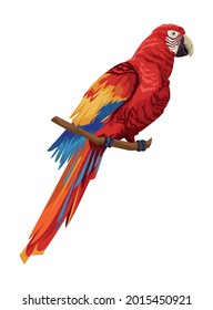 Macaw bird on white background