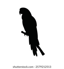 Macaw bird silhouette vector design isolated on a white background