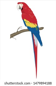 macaw bird sitting on branch, isolated on white background.