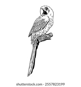 Macaw bird Vector Illustration with a touch of detail suitable for design patterns. Stamps. logo design or as a clothing pattern.