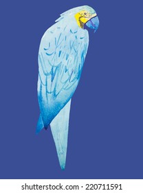 Macaw bird watercolor painting .