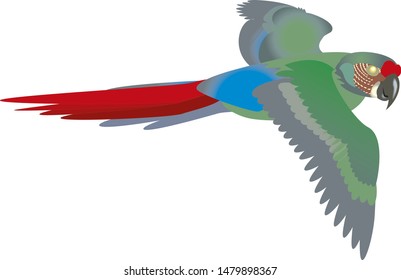  macaw ,colorful bird isolated flying with white background