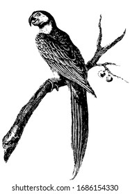 Macaw is the largest of the Parrot which is recognizable from their bare cheeks, vintage line drawing or engraving illustration.