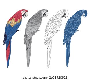  Arte do paraíso das araras. Design de impressão de aves tropicais. Cenário de papagaio.