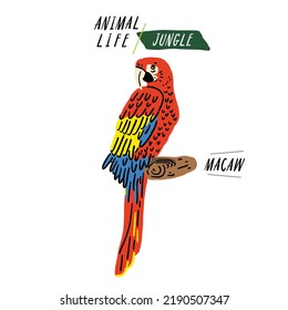 Macaw Parrot Bird Hand drawn color Illustration