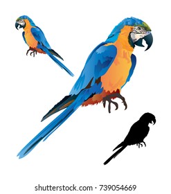 Loro de Macao. Ilustración del vector de color sobre fondo blanco.