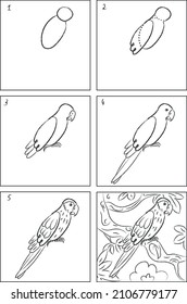 Macaw parrot drawing instruction and coloring book