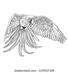 Macaw parrot in flight, Hand drawn engraved style,vector illustration