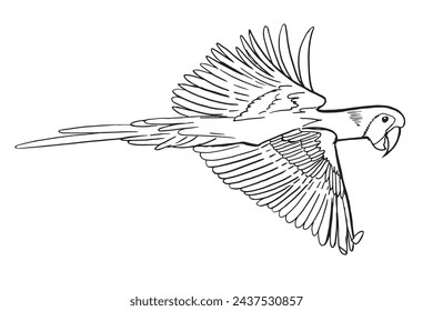 Macaw parrot in flight, Hand drawn engraved style,vector illustration.