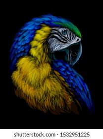 Macaw parrot. Hand-drawn, artistic portrait of a blue-and-yellow macaw parrot on a black background.