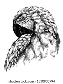 
Macaw parrot. Hand-drawn, sketchy, art portrait of a macaw parrot on a white background.