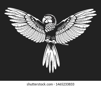 Macaw parrot isolated on black and white vector illuastration. Tropical macaw parrot logo for print production.