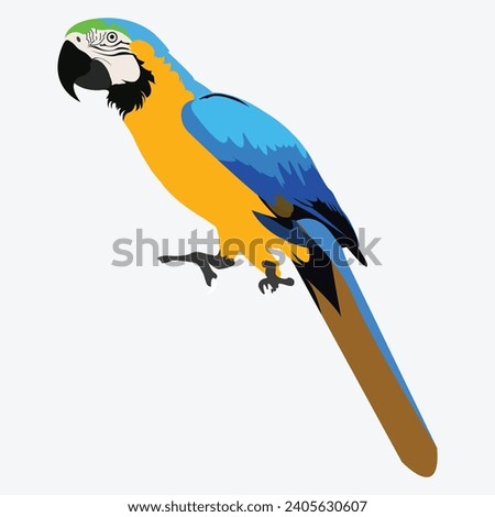Macaw parrot isolated on white background cute vector illustration