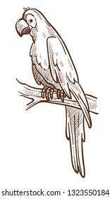 Macaw parrot on branch tropical species isolated sketch vector exotic animal with wings and plumage beak and and claw wild nature fauna large flying creature talking ability jungle and rainforest