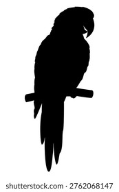 Macaw parrot silhouette Ara macao perched on branch vector illustration minimalist flat design isolated on white background tropical bird icon for exotic wildlife travel nature project