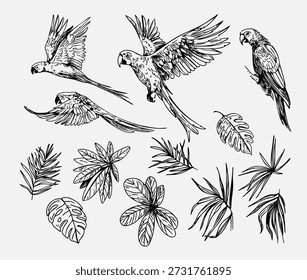 Loro guacamayo, pájaro tropical, hojas de palma, conjunto de ilustraciones, dibujo a mano
