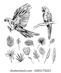 loro macaw, ave tropical, loro. Conjunto de ilustraciones vectoriales, bocetos. objetos diy para el diseño de patrones