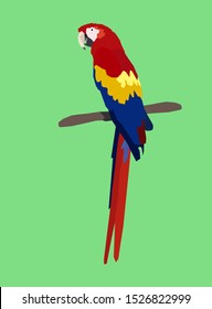 Macaw parrot vector. Parrot bird vector icon in flat style
