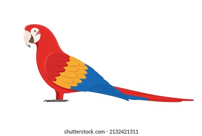 Macaw parrot. Vector illustration of a standing multicolored macaw parrot isolated on a white background. Side view, profile.