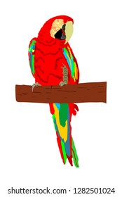 Macaw parrot vector isolated on white background illustration. Sitting Ara realistic vector portrait. Beautiful Pet Parrot. Colorful bird from south America.