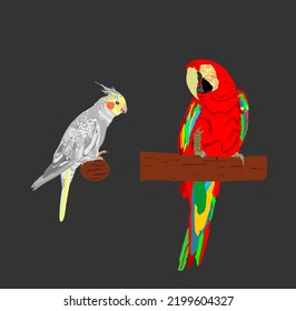 Macaw parrot vector silhouette illustration isolated on black background. Ara realistic vector portrait. Cockatiel Parrot Corella. Bird from South America. Beautiful home pet from wild jungle nature.