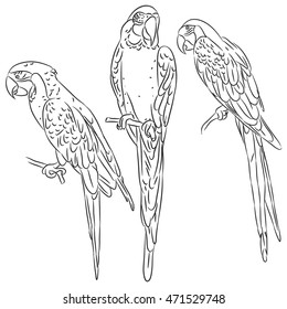 macaw set black sketch isolated white background  Vector illustration
