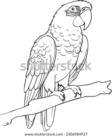 Macaw: vector line art cartoon style for coloring