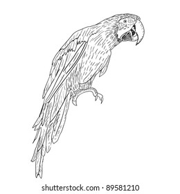 Macaws. Vector illustration.