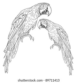Macaws. Vector illustration.