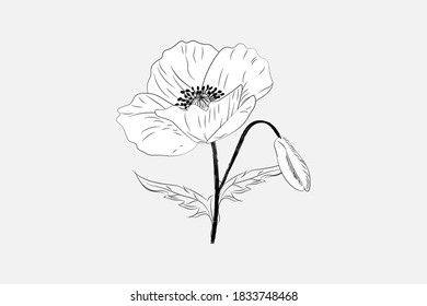 Mac.black and white lines.sketch of a flower.vector illustration.
