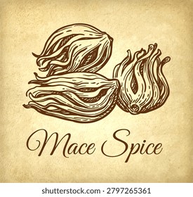 Mace spice. Ink sketch on old paper background. Hand-drawn vintage engraving illustration.