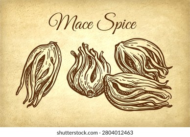 Mace spice. Ink sketch on old paper background. Hand-drawn vintage engraving illustration.