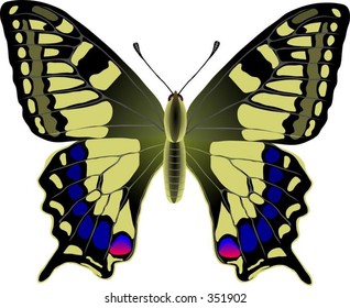 Machaon butterfly