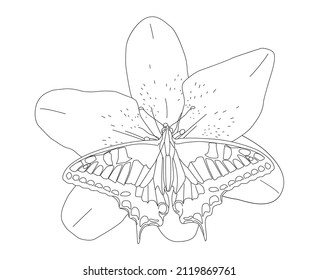 Machaon butterfly on Lily flower. Line drawing in vector