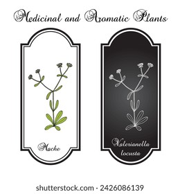 Mache, or common cornsalad (Valerianella locusta), edible and medicinal plant. Hand drawn botanical vector illustration