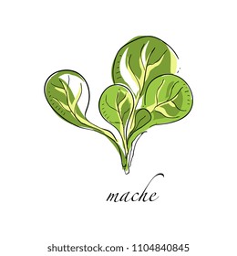 Mache fresh culinary plant, green seasoning cooking herb hand drawn vector Illustrations on a white background
