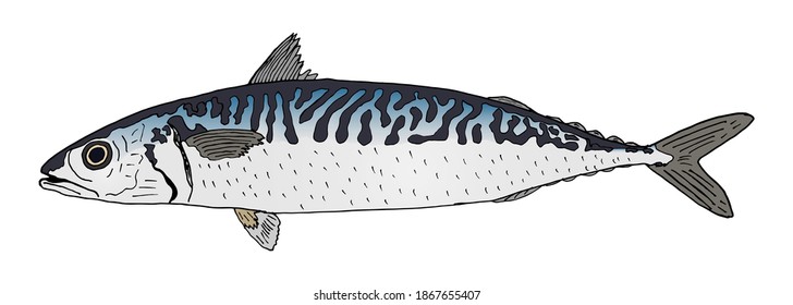 Mackerel fish hand drawn, isolated on white background. Colorful atlantic fish. Vector illustration